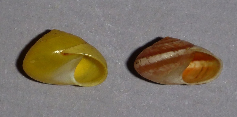 Helicina platychila (Mühlfeld, 1824) & Helicina fasciata Lamarck, 1822 de Guadeloupe P1030013