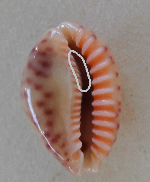 Cypraea_chinensis_variolaria_Lamarck, 1810 Perist10