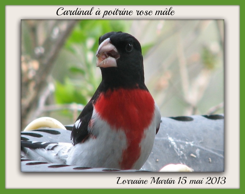 Cardinal poitrine rose M & F Cardin20