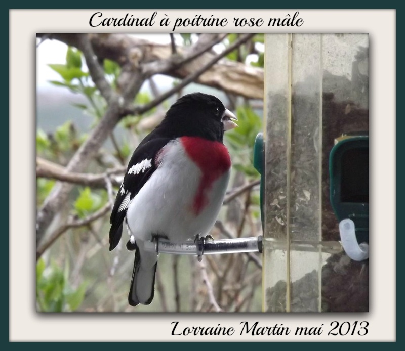 Encore Cardinal à poitrine rose  Cardin28