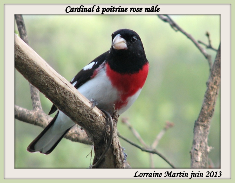 Cardinal à poitrine rose mâle (Canon) Cardin31