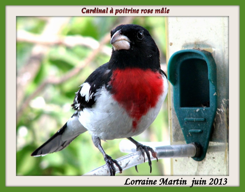 13 juin Cardinal poitrine rose mâle  Cardin41