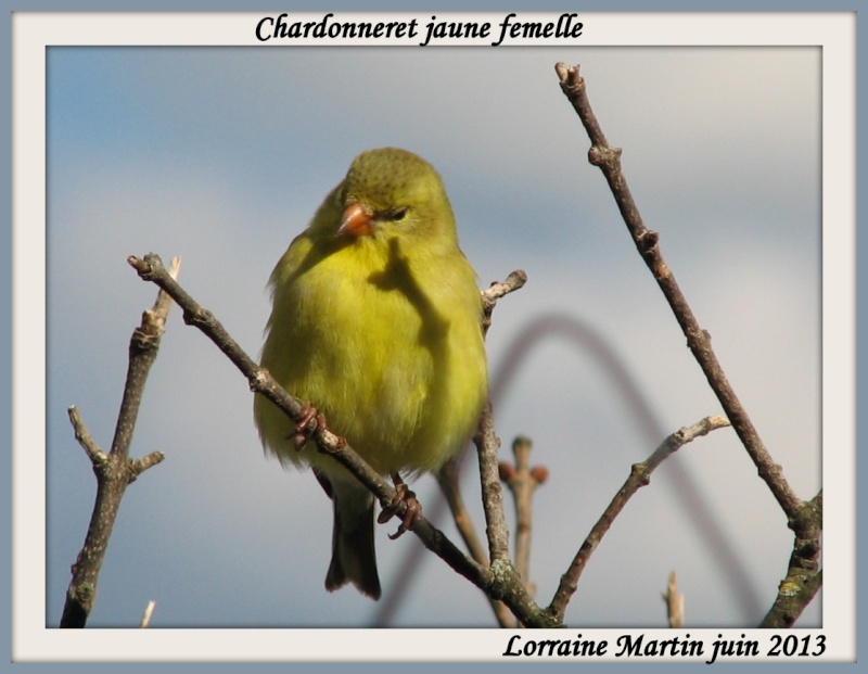 Chardonneret jaune femelle  Chardo11