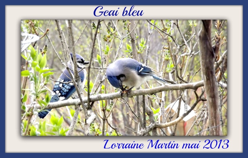 Geai bleu chez Martinelolo Geai_b13