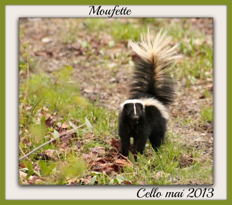 Moufette Moufet10