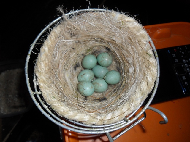 Photos des œufs de nos oiseaux d'élevage Sam_1532
