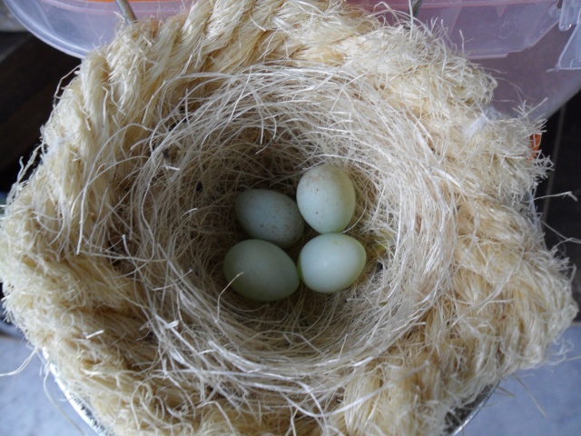 Photos des œufs de nos oiseaux d'élevage Sam_1533