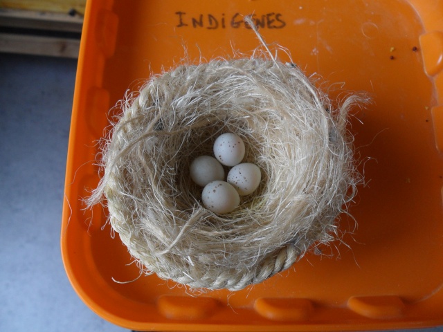Photos des œufs de nos oiseaux d'élevage Sam_1910