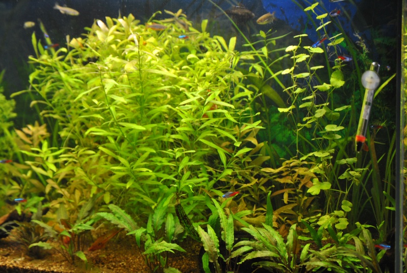 mon aquarium de 360 litres - Page 3 Aqua_111