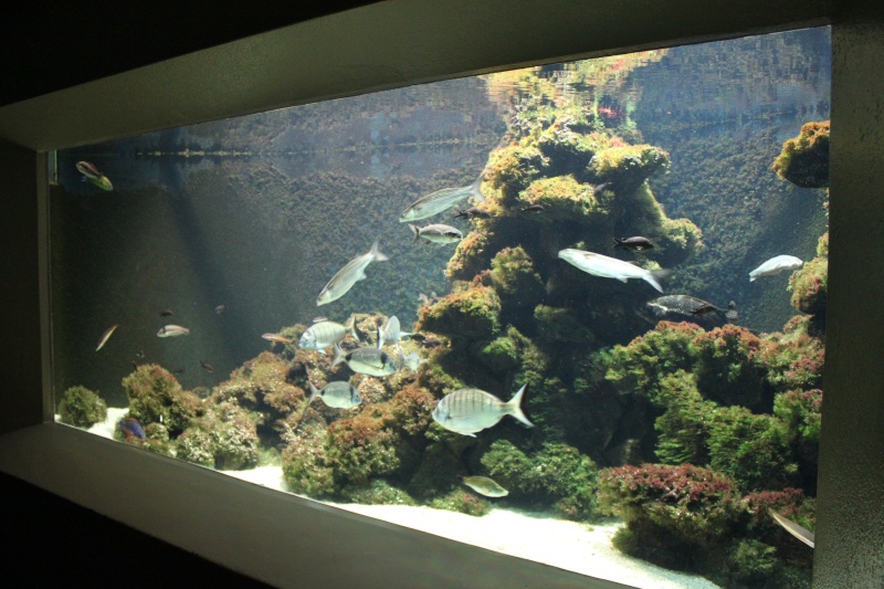 L'aquarium de Bâle Img_0515