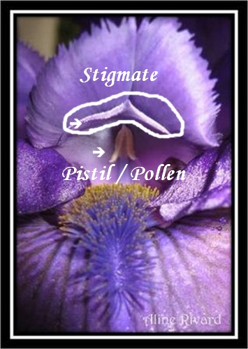 Comment hybrider les iris Coeur_11
