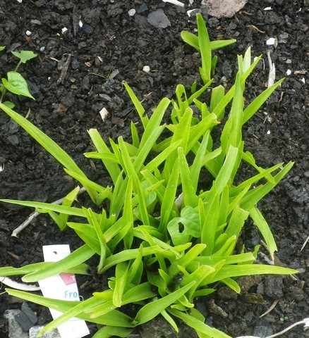 Polyanthes tuberosa !!! 01062011