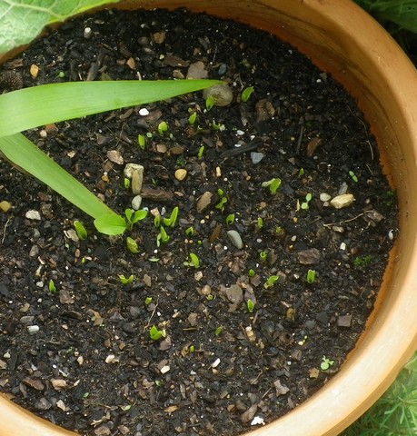 Polyanthes tuberosa !!! 01062012
