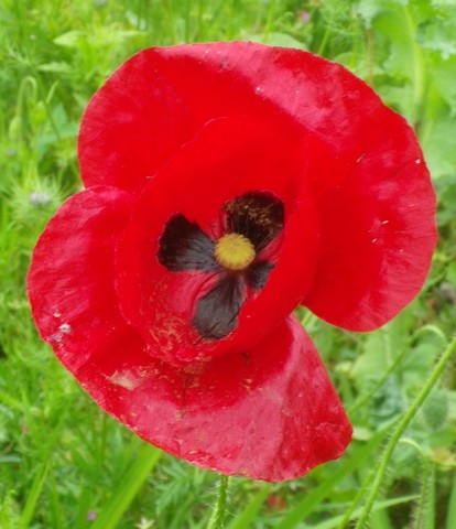 Papaver...........gentil coquelicot 01062013