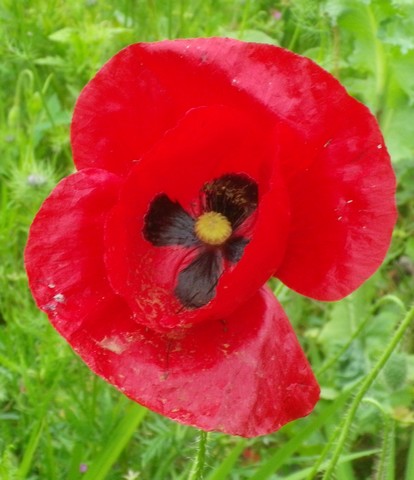 Papaver...........gentil coquelicot  01062013