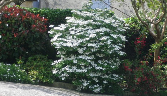 Viburnum plicatum 'Watanabe' !!! - Page 2 06052012