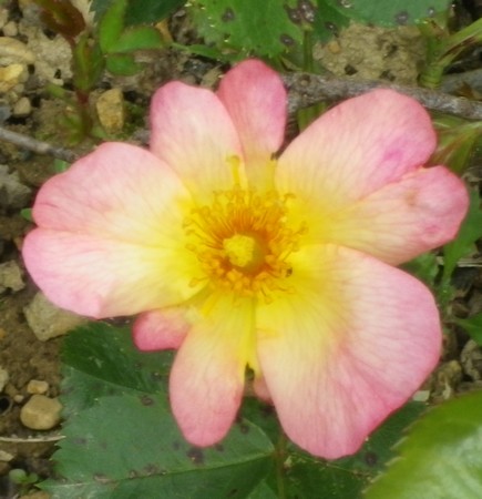 Rosa 'Yann Arthus Bertrand' !!! - Page 2 06052039