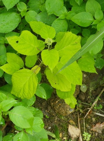 Hydrangea 'Annabelle' !!! - Page 3 07062024