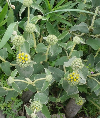 Phlomis...........fruticosa et russeliana !!! 11052019