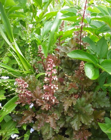 Heuchera- 'Crimson Curls' !!! 16052022