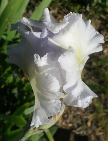 Iris  - Page 2 25042012