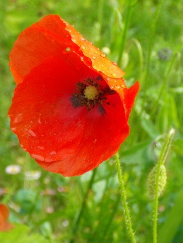 Papaver...........gentil coquelicot 29052031