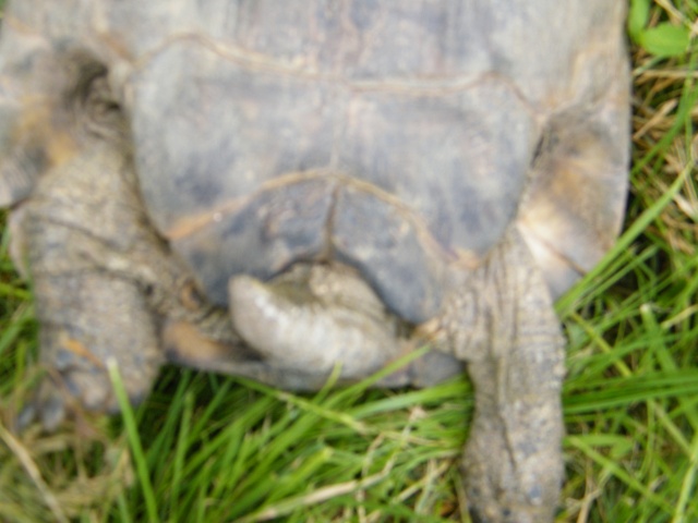 tortue trouvée  Tortue13