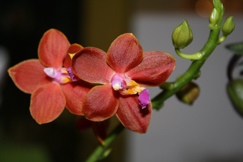 Phalaenopsis I-Hsin Salomon `Copper Star` Img_4210