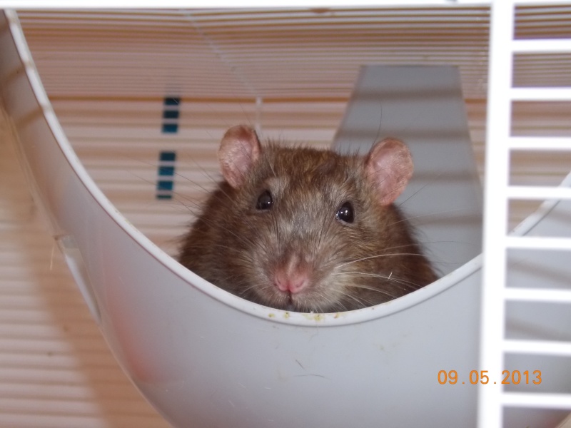 Adoption Urgente de Cannelle rat mâles de 6 mois Dscn7410