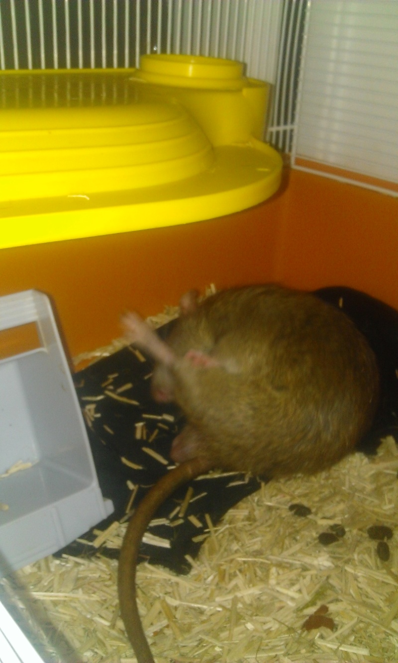 Adoption Urgente de Cannelle rat mâles de 6 mois Wp_20111