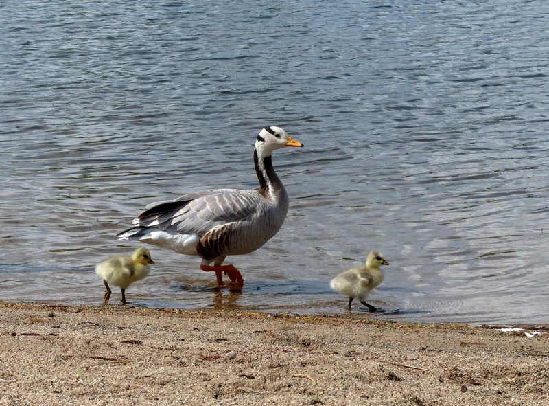 Balade en famille Balade10