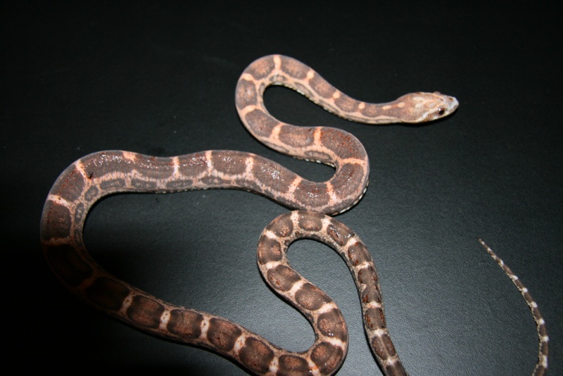 scaleless 1.0 pantherophis guttatus 2011 Img_2728