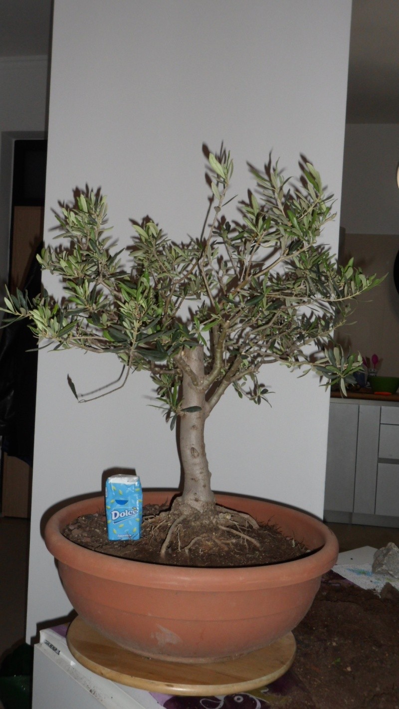 olea europea 2013 110