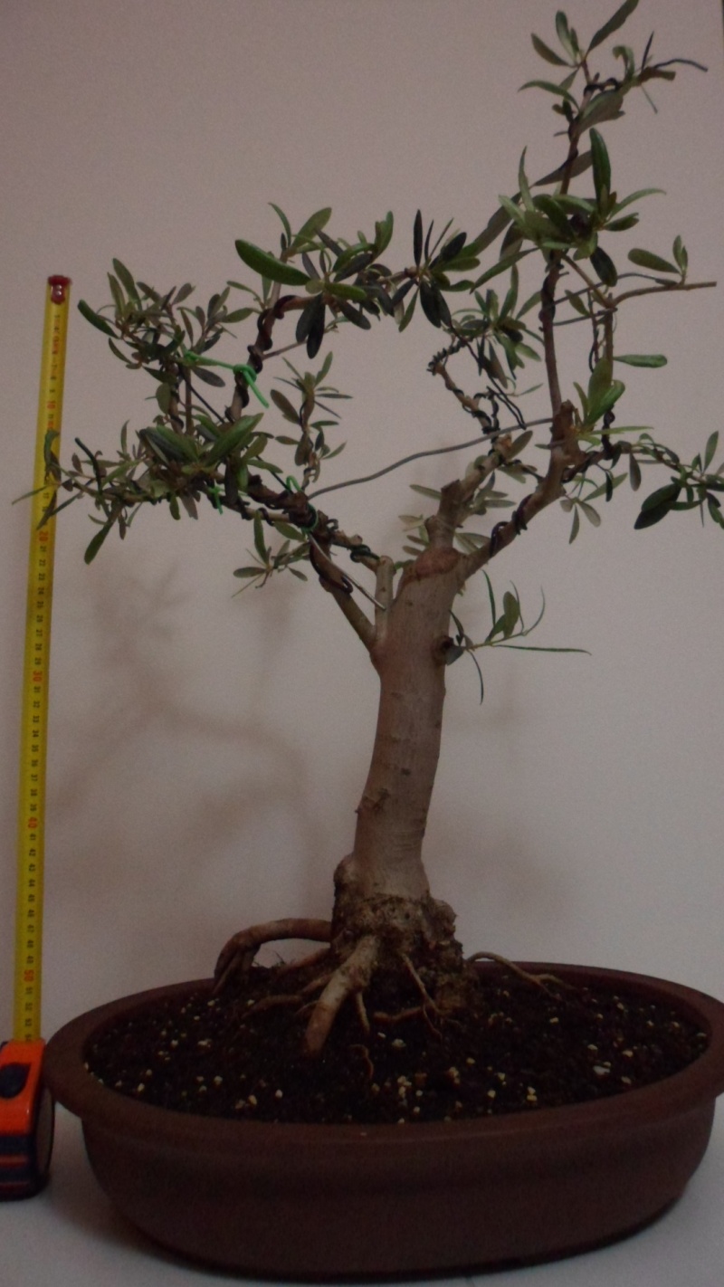 olea europea 2013 210