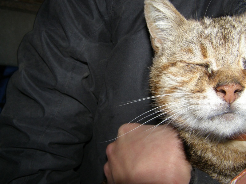 URGENT petite chatte trouvée chez Marie-Paule à St Samson Sur Rance P6218811