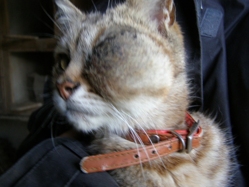 URGENT petite chatte trouvée chez Marie-Paule à St Samson Sur Rance P6218812