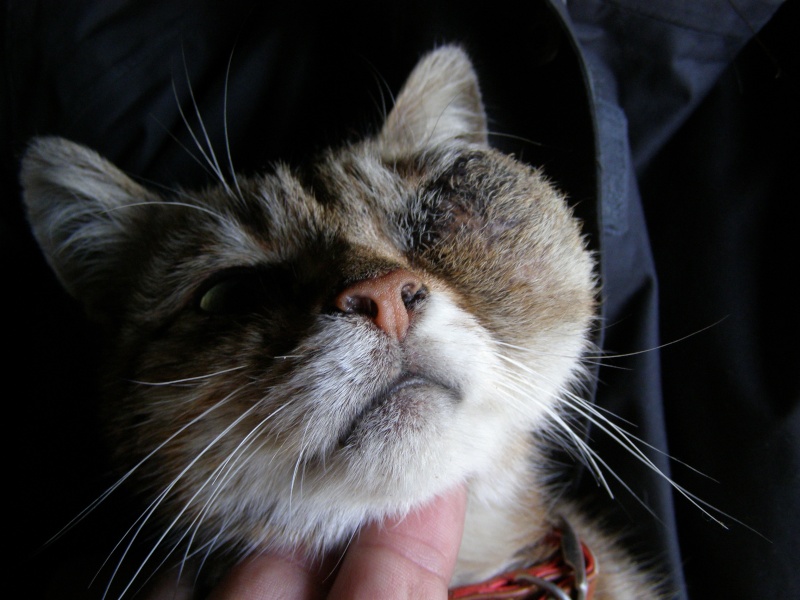 URGENT petite chatte trouvée chez Marie-Paule à St Samson Sur Rance P6218814