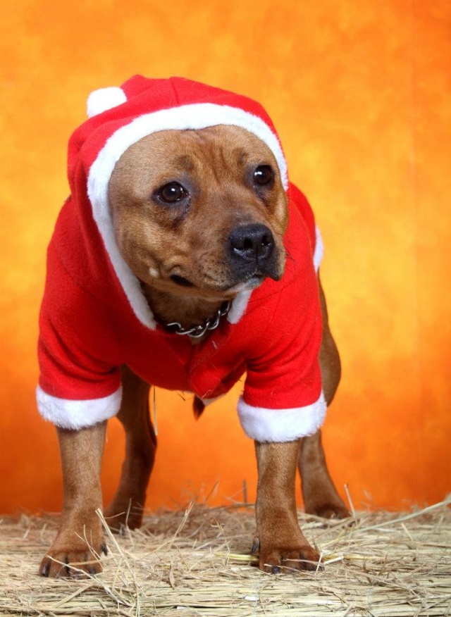 staffie in clothes  - Page 2 39611411