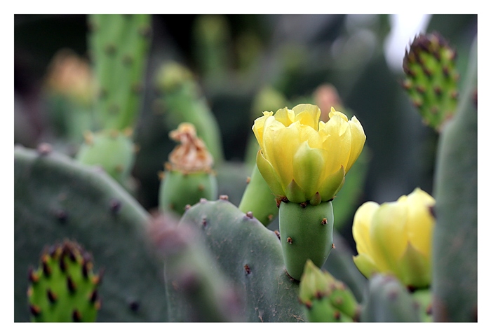 Fleur de cactus Z67a1818