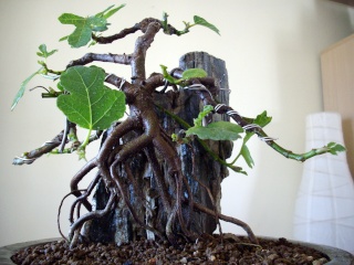 Ficus carica su roccia Imgp0810