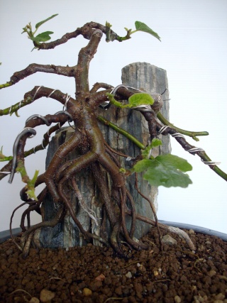 Ficus carica su roccia Imgp0912
