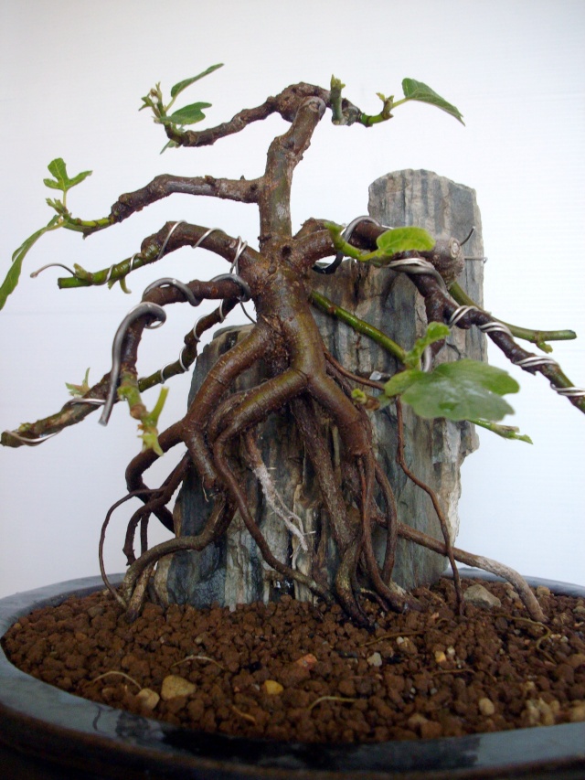 Ficus carica su roccia Imgp0915