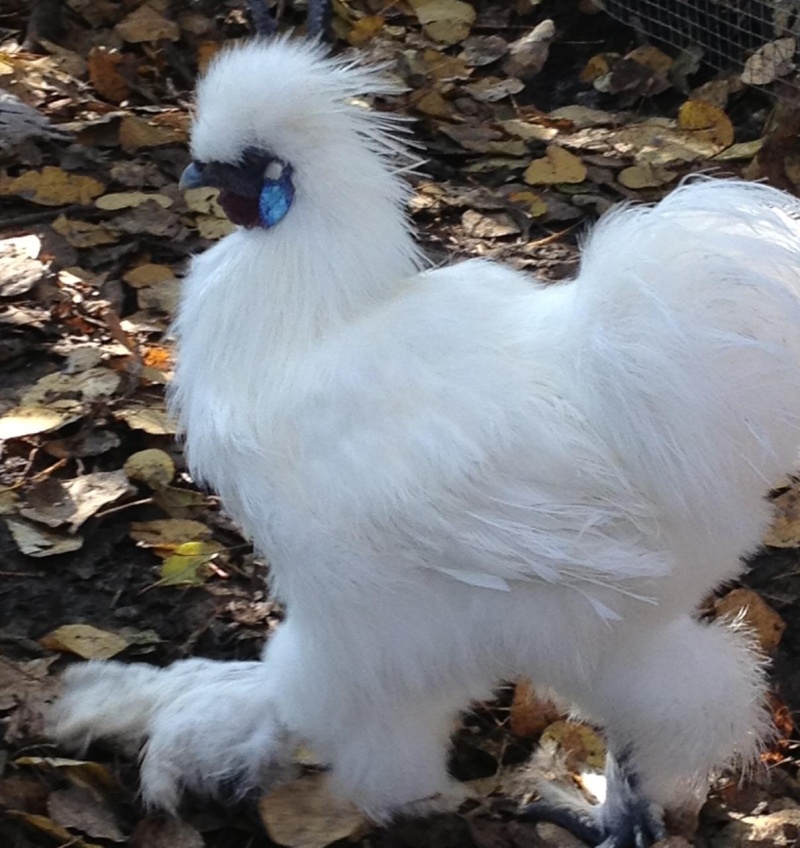 Coq soyeux blancà vendre près de Gatineau - Québec Coqsoy10