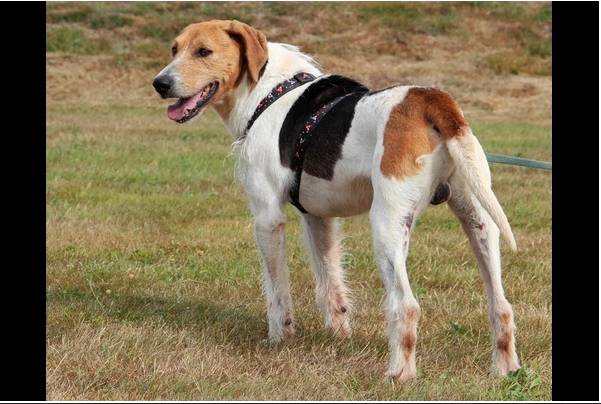 urgent!! "actif" beagle de 13 ans, 7 ans de refuge.. aidez le svp  Actif710