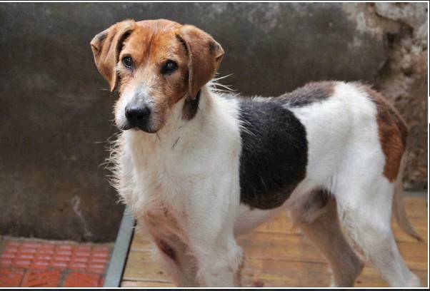 urgent!! "actif" beagle de 13 ans, 7 ans de refuge.. aidez le svp  Actif910