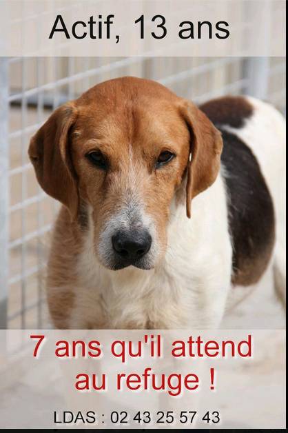 urgent!! "actif" beagle de 13 ans, 7 ans de refuge.. aidez le svp Actif_10