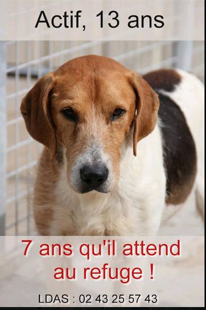 urgent!! "actif" beagle de 13 ans, 7 ans de refuge.. aidez le svp  Actif_10