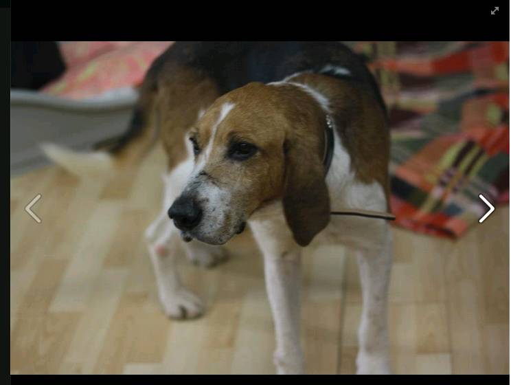 Antone, croisé beagle X anglo de 9 ans. une vie de misere.. aidez le svp.. Antone12