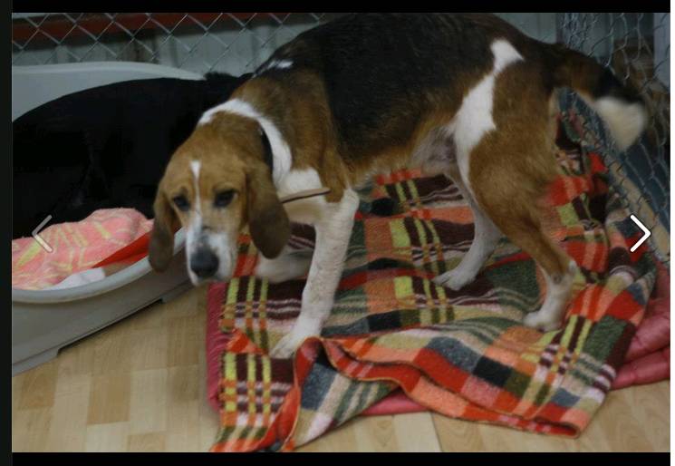 Antone, croisé beagle X anglo de 9 ans. une vie de misere.. aidez le svp.. Antone16