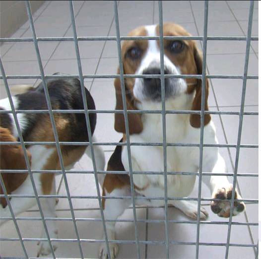 12 beagles à adopter avant euthanasie.. Beagle10